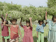 2_farmsnepal.jpg