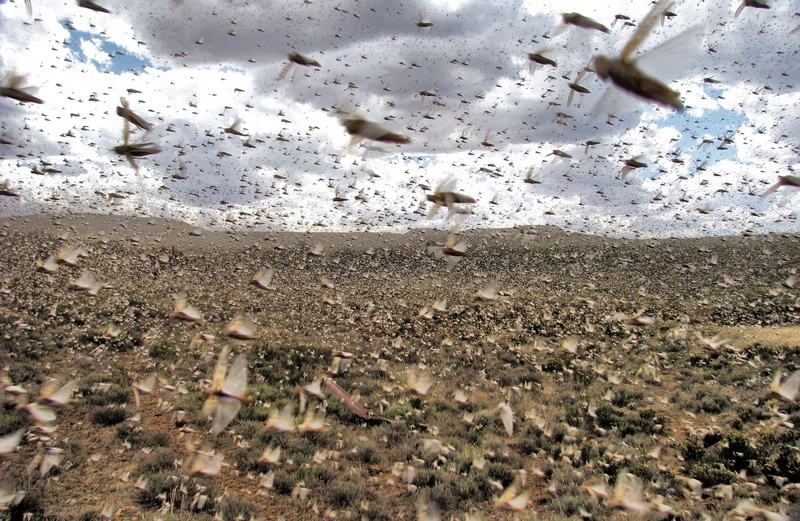 Locust invasion overtakes Argentina as outreach efforts intensify