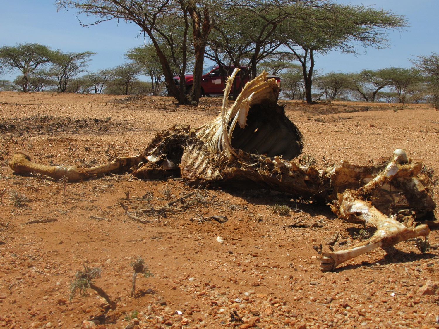 In Kenya, lions speared to death as drought worsens conflict - Los